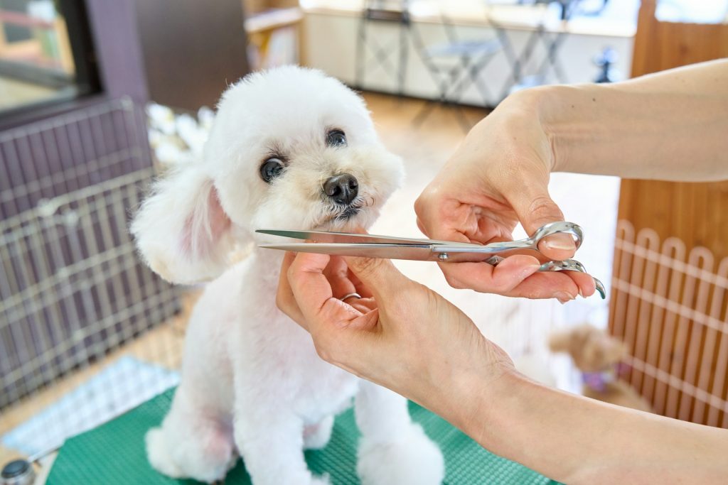 Best Dog Grooming Business Name Ideas